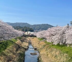健翔整体院前桜並木