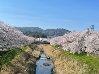 健翔整体院前桜並木